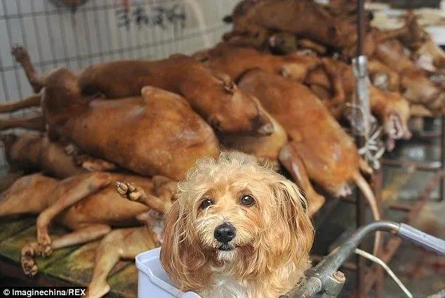 Husmeando por la red: El cruel Festival de la Carne de Perro que ...