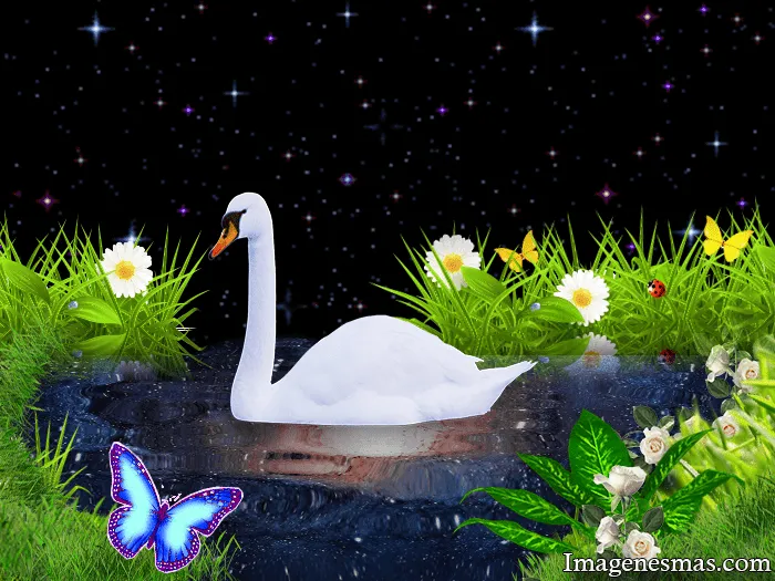 Imagen de cisnes en agua - Imagenes romanticas de amor para ...