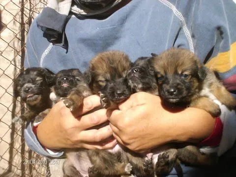 Imagenes de cachorros bebés en adopcion - Imagui