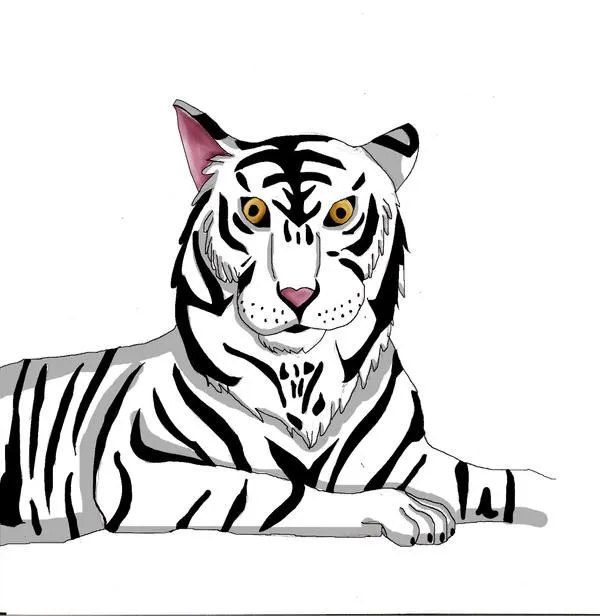 Dibujo de un tigre de bengala - Imagui