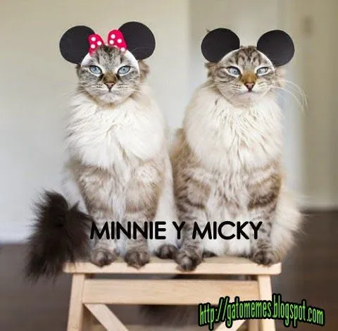 Imágenes De Gatos Chistosos: Gato micky | Imágenes Y Memes De Gatos