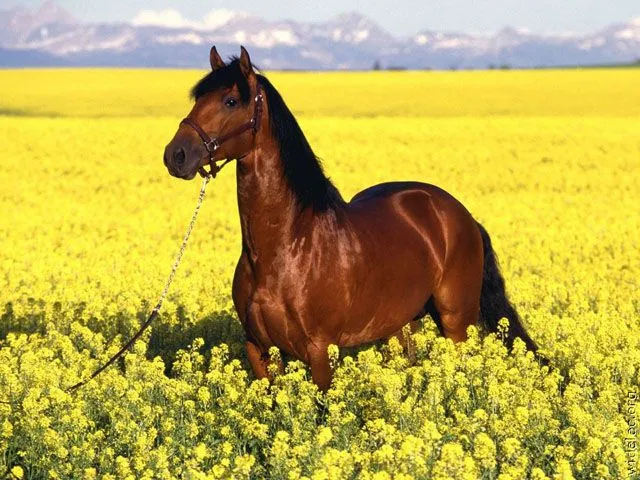 Imagenes de paisajes con caballos hermosos - Imagui
