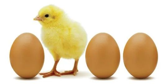 Por fin: El dilema de ¿quien fue primero el huevo o la gallina? fue ...