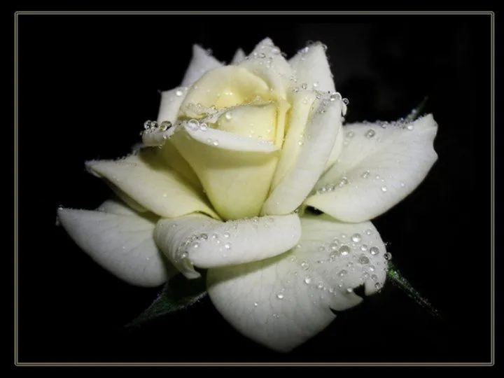 Imagenes de rosas blancas con frases - Imagui