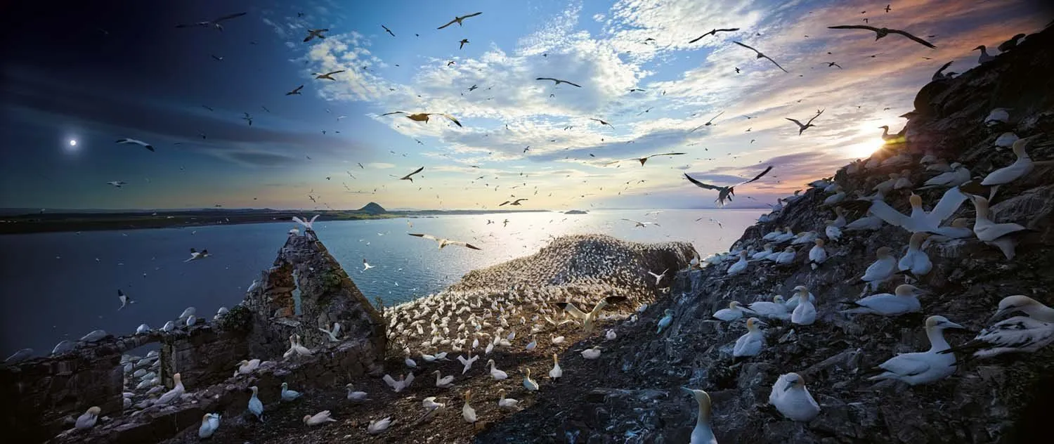 Increíbles imágenes de aves migratorias