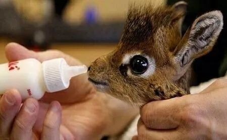 Paisajes on Twitter: "Una jirafa bebé. http://t.co/2myNQ5D5c5"