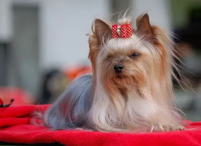 Juan Llaneza: Concurso de belleza para perros en Helsinki Juan Llaneza: Concurso de belleza para perros en Helsinki