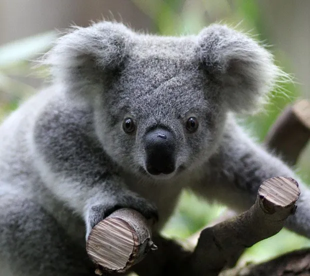 koala | Curiosidades 172