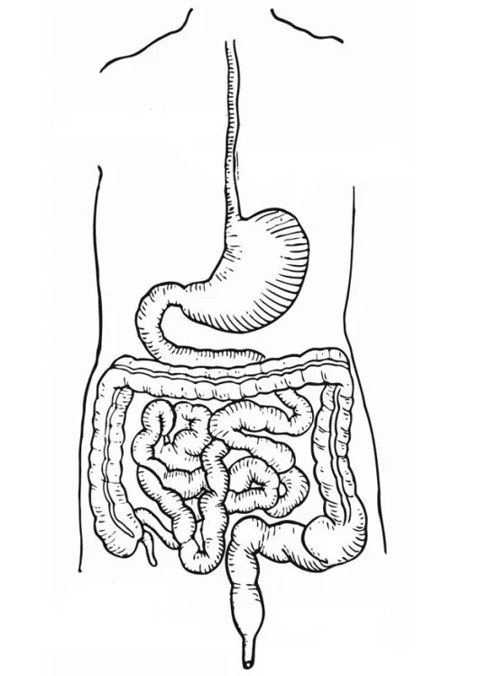 Imagen del aparato digestivo para colorear - Imagui