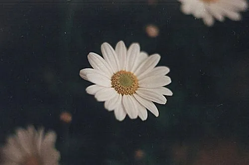 love pretty cute white perfect indie Grunge flower Daisy margarita ...