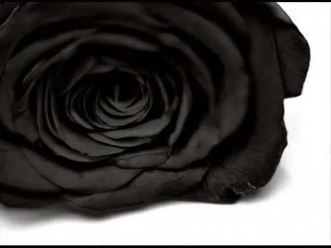 El luto de las rosas - YouTube