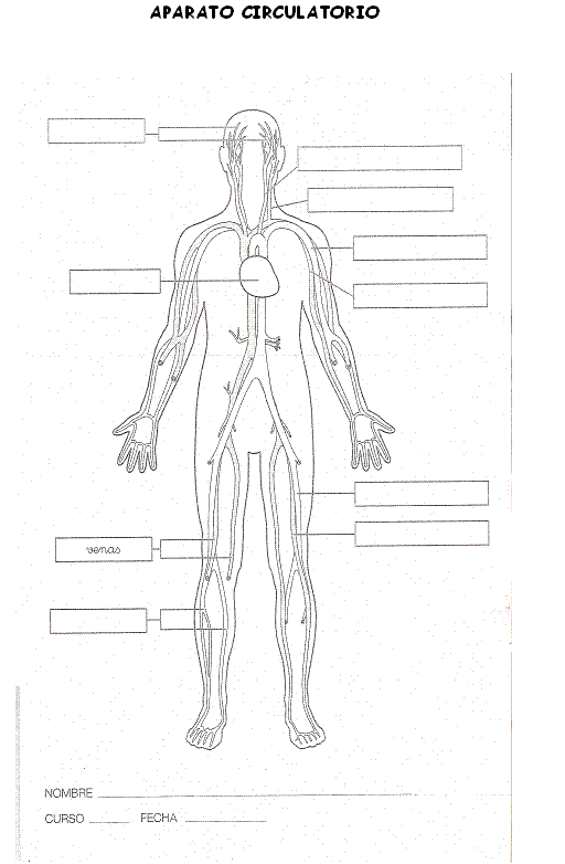 Dibujo del sistema cardiovascular para colorear - Imagui