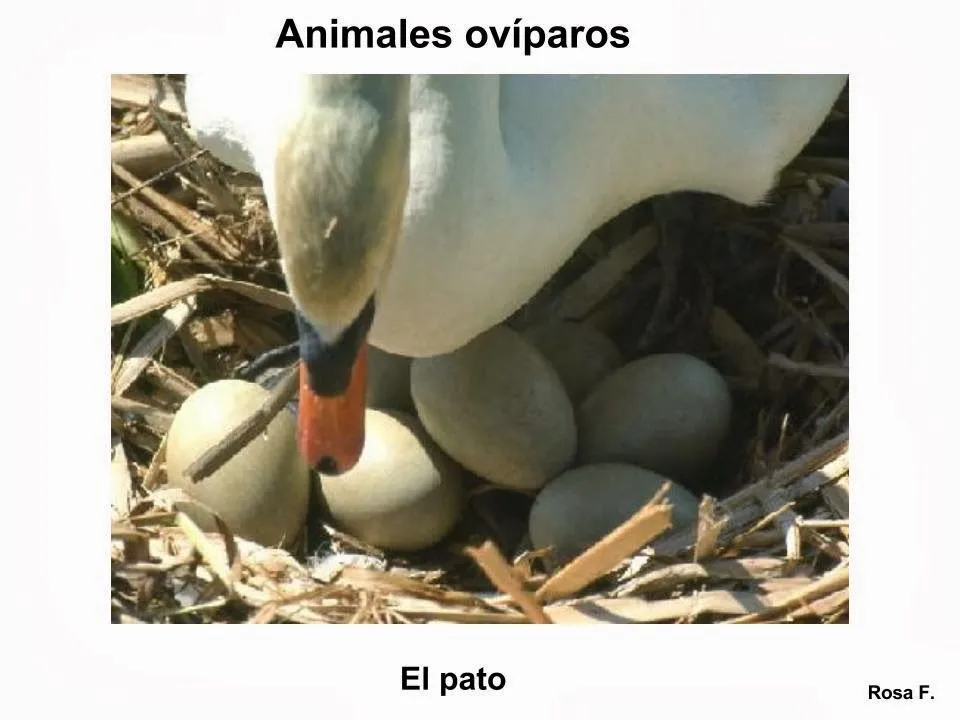 Maestra de Primaria: Animales ovíparos. Vocabulario en imágenes ...