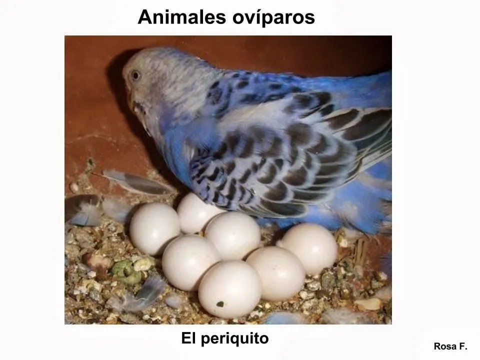 Maestra de Primaria: Animales ovíparos. Vocabulario en imágenes. Material  para imprimir.