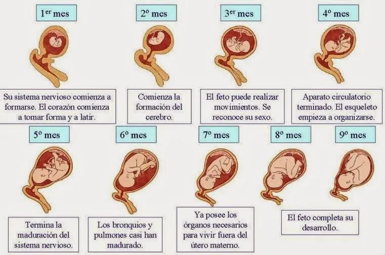 MAMIS AL RESCATE.: Etapas del embarazo.