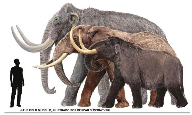 Mamuts y Mastodontes en el Museo de Ciencias - ElPlaneta