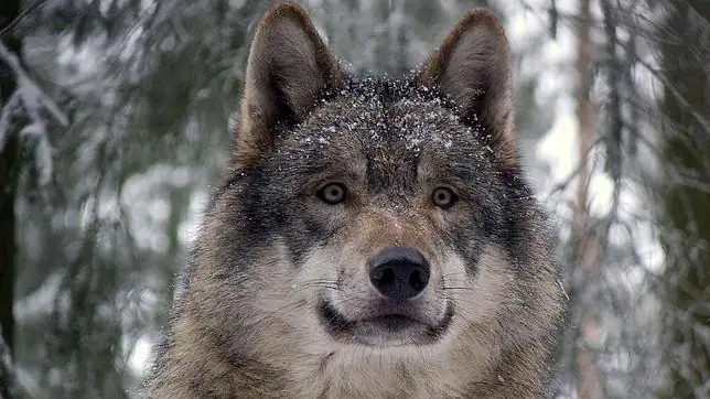 Las manchas de la cara del lobo resaltan la posición de sus ojos ...