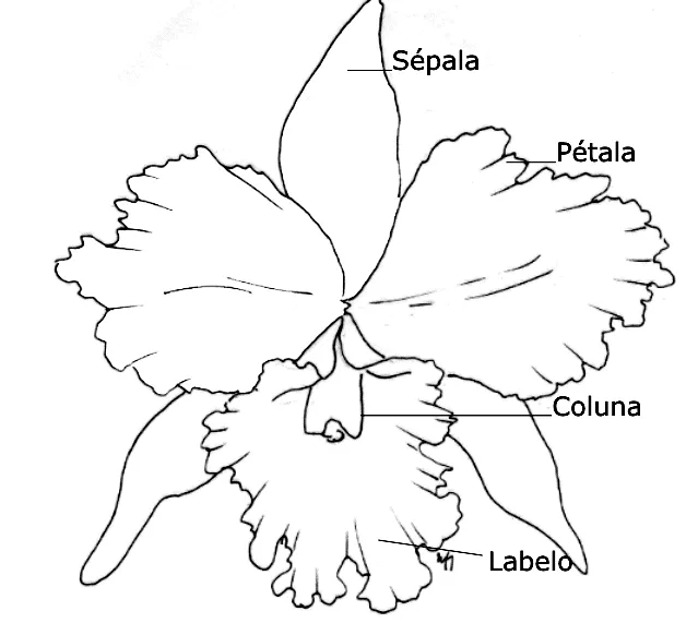Molde de la orquidea - Imagui