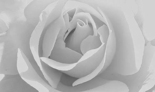 Flor blanca de luto - Imagui