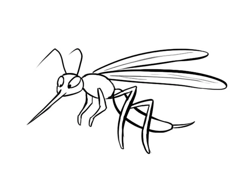 El mosquito del dengue para colorear - Imagui