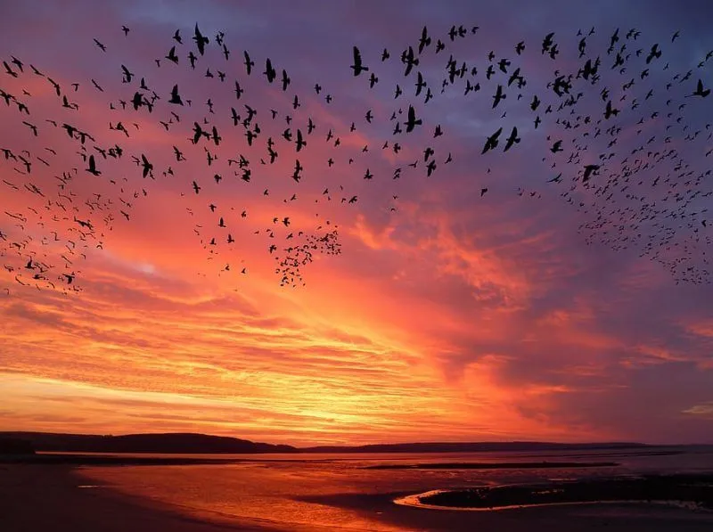 Día Mundial de las Aves Migratorias 2022 - El Regreso