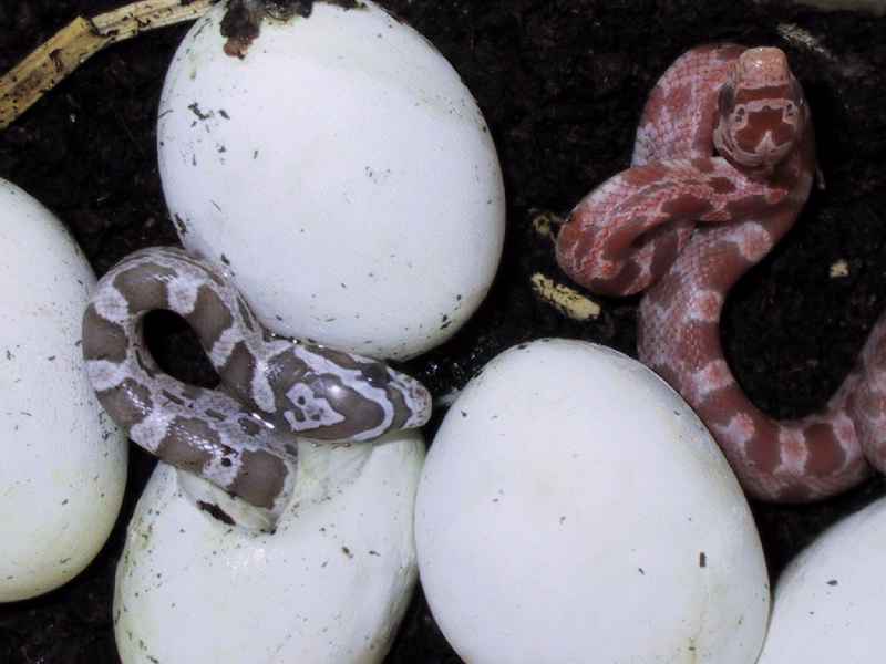  ... que nacen a partir de un huevo fecundado y las especies que mas