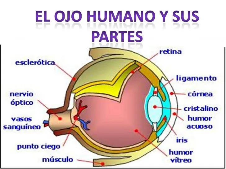 El ojo humano con todas sus partes - Imagui