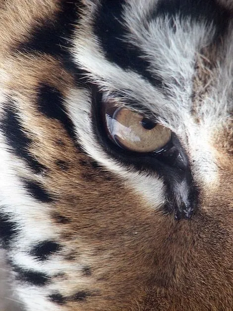 Ojo Tigre | Fotos y Vectores gratis