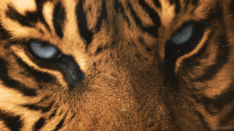 ojos de tigre | Tumblr