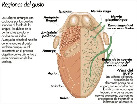 Órgano de los sentidos - vista, tacto, gusto, oído, olfato ...