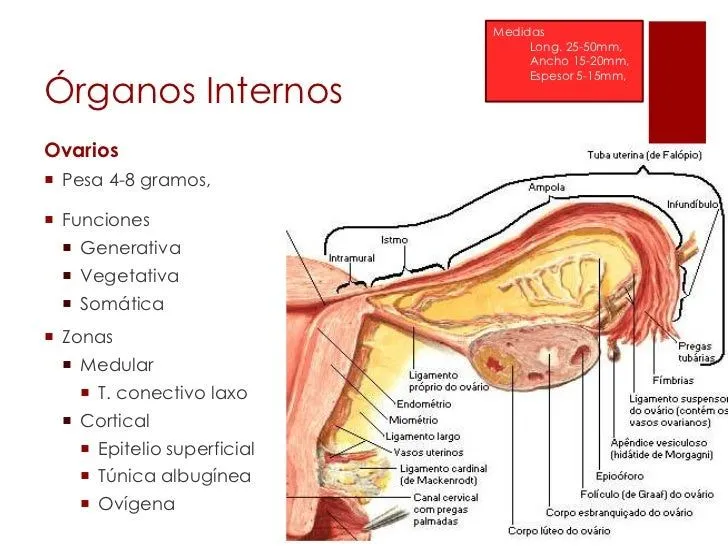 organos-internos-y-externos-19 ...