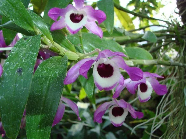 orquidea-dendrobium.jpg