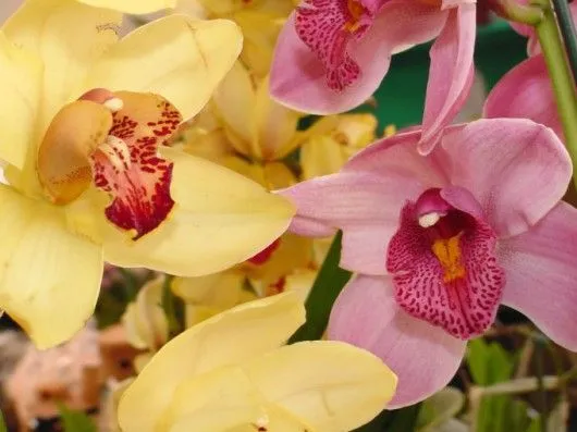 Orquídeas - nomenclatura - Artigos sobre Floricultura - Cursos CPT