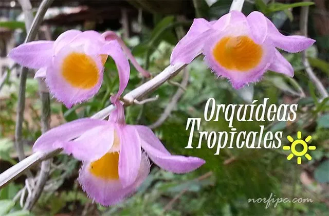 orquideas-tropicales- ...