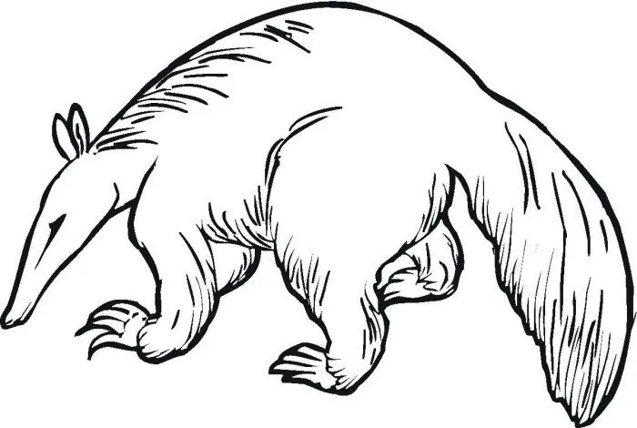 Dibujos para colorear de oso hormiguero - Imagui