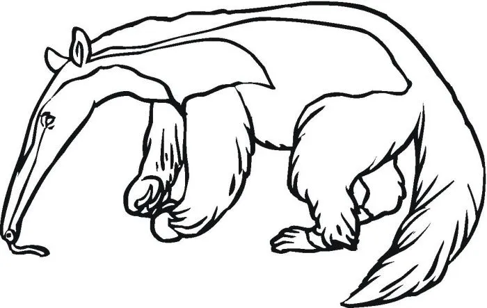 Dibujos para colorear de oso hormiguero - Imagui
