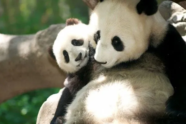 Osos panda tiernos (30028)