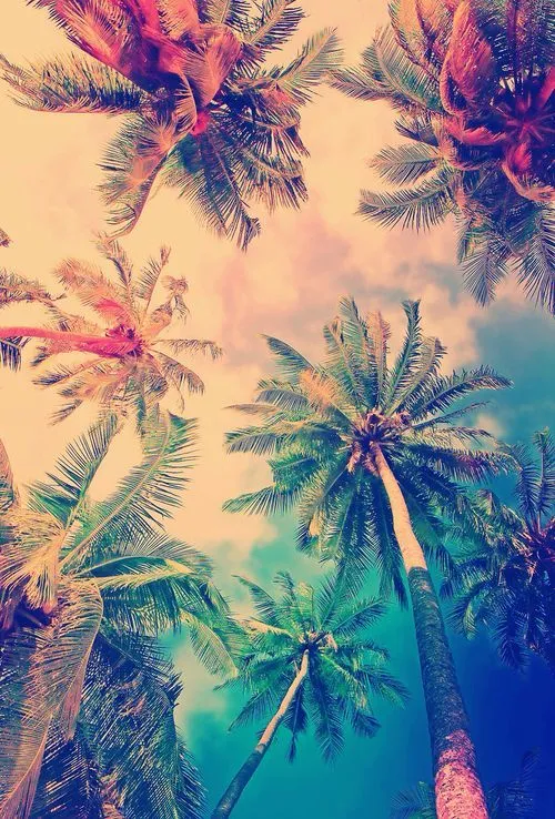 Palmeras in the beach | Wallpapers❤   | Pinterest | Snapchat, The ...