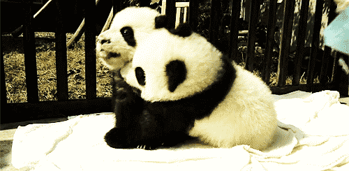 panda bears gif | Tumblr