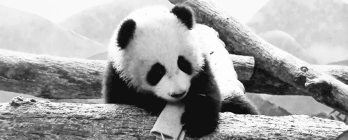 Panda's Love