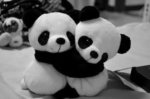 Osos pandas enamorados tumblr - Imagui