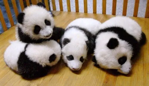 pandas-indefensos.jpg