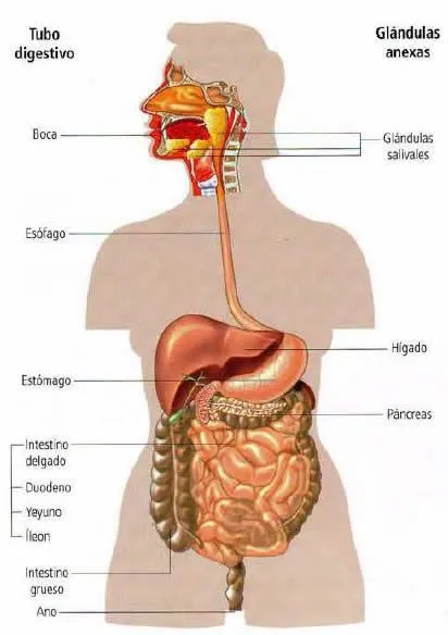 Partes del sistema digestivo » Blog de Biologia