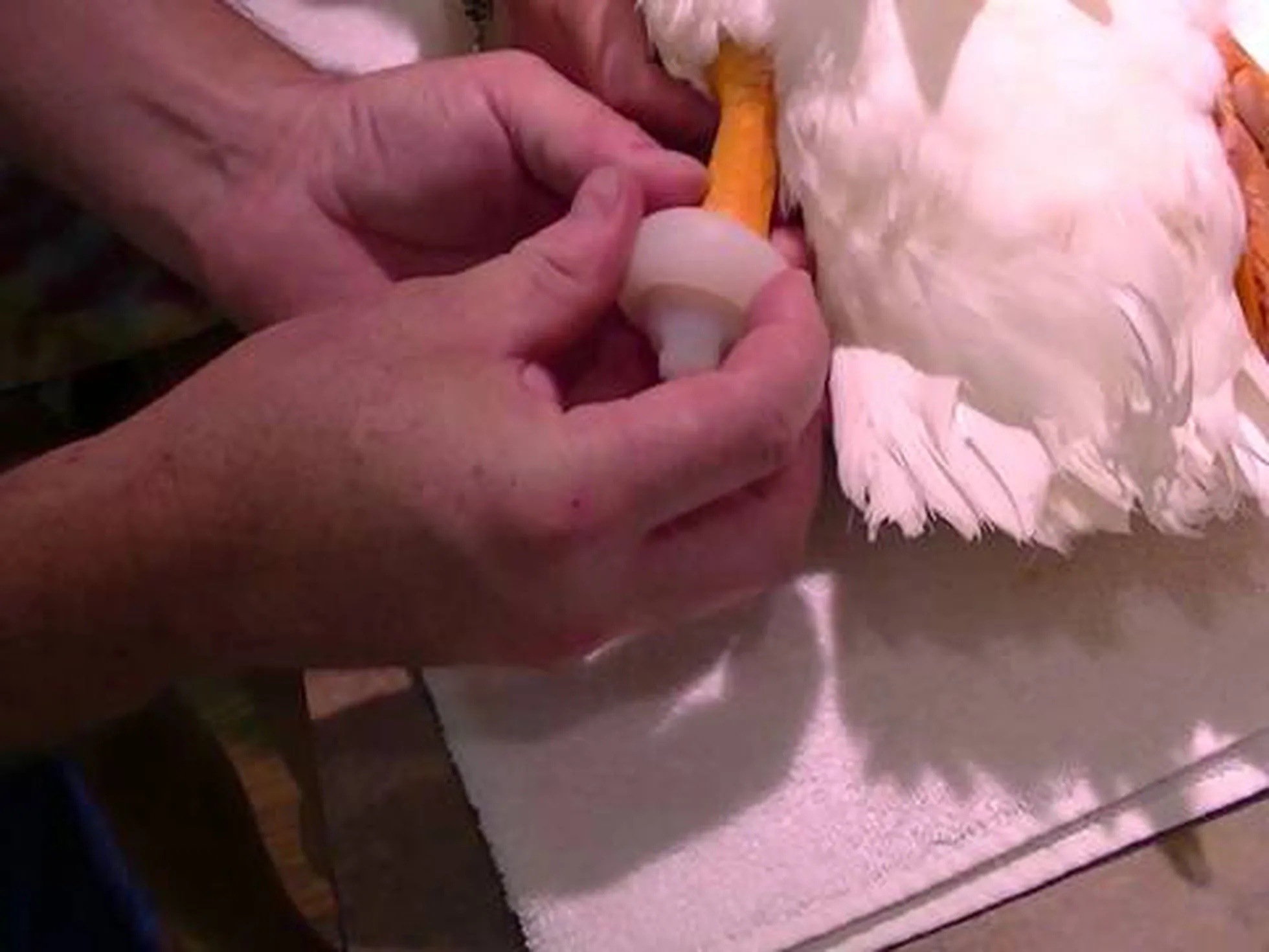 El pato Buttercup vuelve a andar con un pie 3D | Tecnología | EL PAÍS