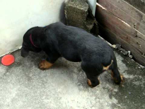 Patrik com 2 meses Rottweiler da pamela.. - YouTube