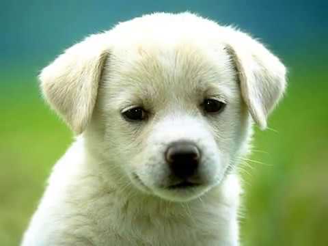 perritos tiernos - YouTube