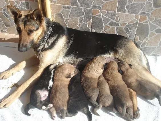 Imagenes de perros pastor aleman bebés - Imagui