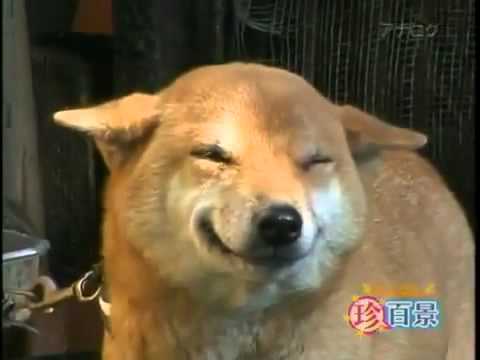Perro se rie al ver al dueño - YouTube