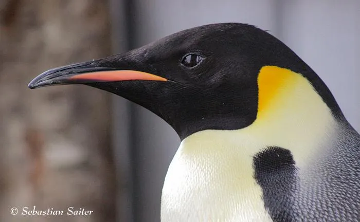 Pinguino emperador - AVES DE CHILE