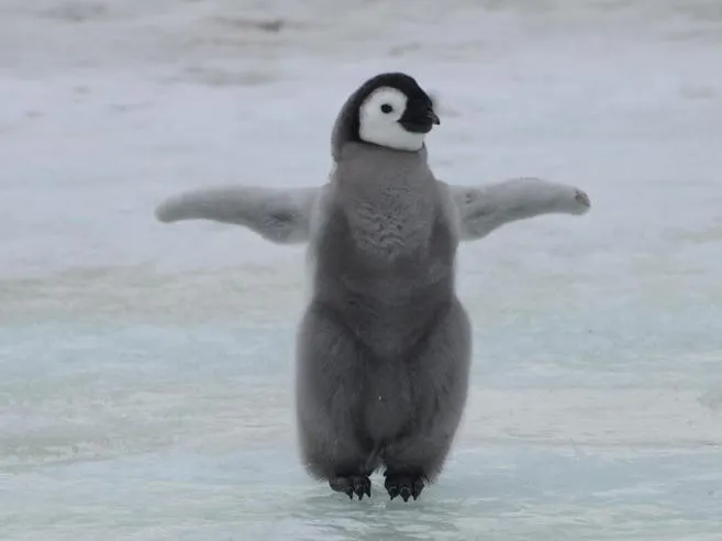 El pingüino emperador se muda en busca de más hielo | Ciencia | EL ...